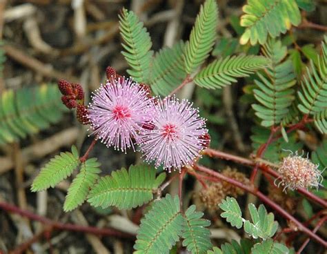 Living with Nature - School on Blog by Dr. Abercio V. Rotor: Herbal Home Remedies