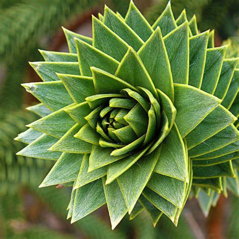 Trees Araucaria araucana monkey puzzle seeds10 seeds BEST quality good viable colour Yard ...