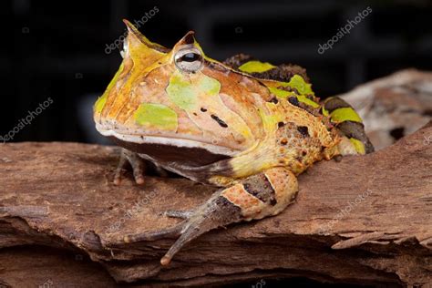 Gehörnte Kröte ceratophys cornuta - Stockfotografie: lizenzfreie Fotos ...