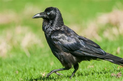 Australian Raven. | BIRDS in BACKYARDS