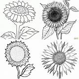 25 Free Sunflower Coloring Pages For Kids And Adults sketch template