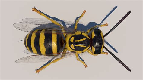 Vespula Squamosa Rig Model - TurboSquid 1247396