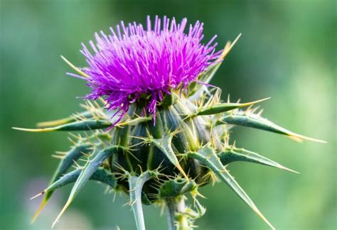 Ultimate Guide to Thistle Flower Meaning (Cirsium) - Petal Republic