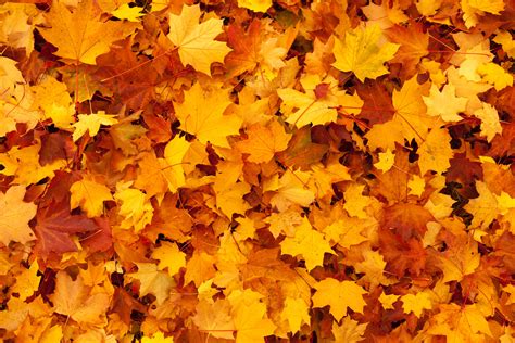 Fall Leaf Background - WallpaperSafari