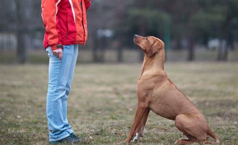 Dog Whistle Training 101: How Does It Work?