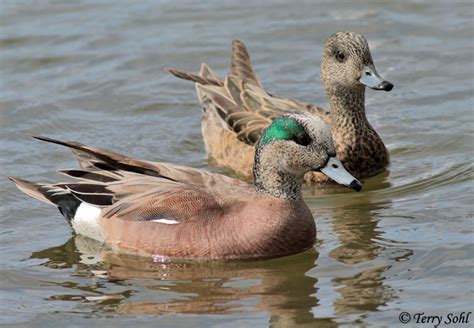 American Wigeon - South Dakota Birds