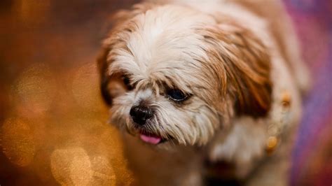 White And Brown Shih Tzu Puppy In Light Blur Background HD Animals Wallpapers | HD Wallpapers ...