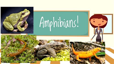 Amphibians Explained For Kids