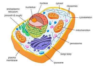 Write notes on all cell parts, for example, Cell Organelle Function in ...