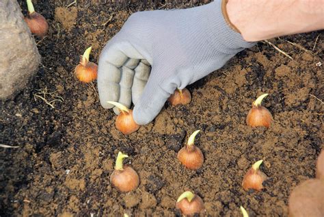 How Deep Plant Tulip Bulbs - Back Gardener