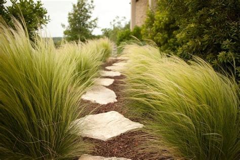 Mexican Feather Grass (Nassella tenuissima) - Drought-Tolerant Wispy Green Grass