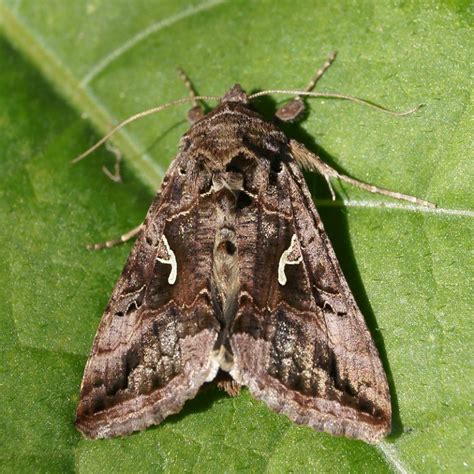 The NHBS Guide to Common UK Moth Identification