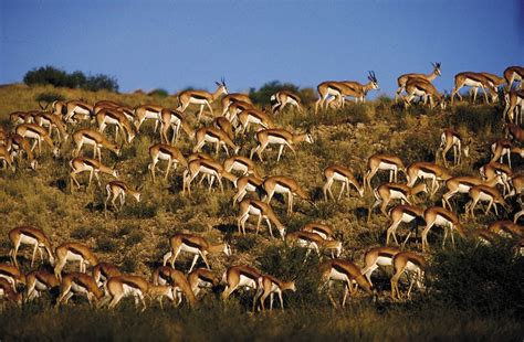 The mighty springbok migration - Africa Geographic