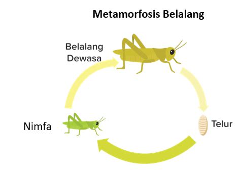 Metamorfosis Belalang dan Penjelasan Tahap Tahapnya » maglearning.id