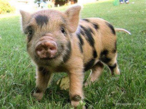 Pin by Hande Feyzioglu on Hayvanlar | Baby pigs, Pet pigs, Cute baby animals