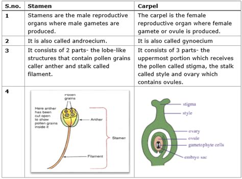 Write differences between (AS1) Stamen – carpel