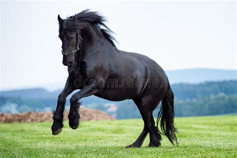 Black Friesian Horse Running in Field Stock Image - Image of running ...