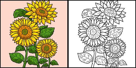 Coloring Sunflower Pages