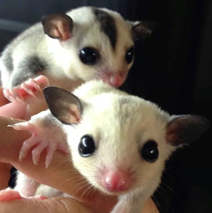 A Sugar Glider | Daily-bonnie-combs