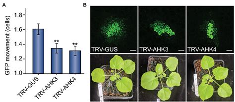 Frontiers | Cytokinins Stimulate Plasmodesmatal Transport in Leaves