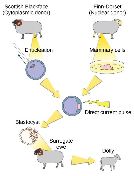 Cloning | Biology for Majors I