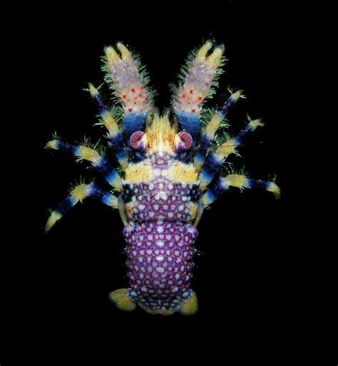 🔥🔥 Squat lobster in all its colorful glory : NatureIsFuckingLit