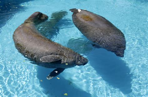 U.S. wildlife officials decide on manatee status - CBS News