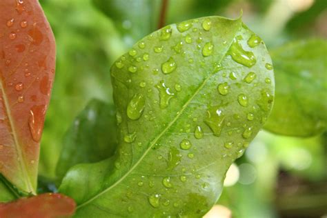 Leaves With Raindrops Free Stock Photo - Public Domain Pictures