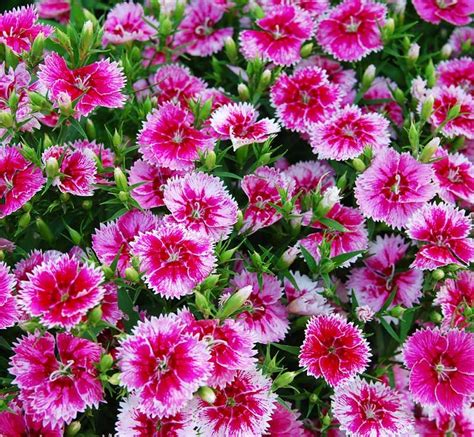 10 Stunning Pink Annual Flowers For Your Garden - Garden Lovers Club | Annual flowers, Faux ...