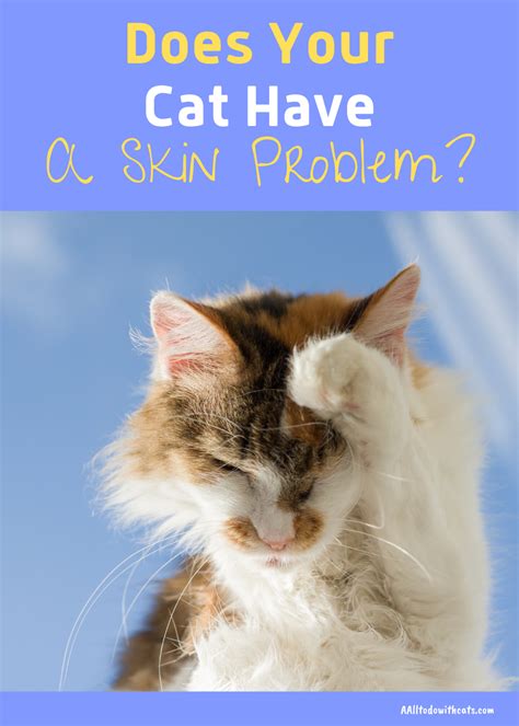 What Can Cause Cat Skin Problems - Cat Meme Stock Pictures and Photos