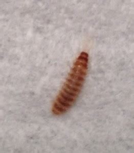 Small, Brown Worms with Stripes on the Counter - All About Worms