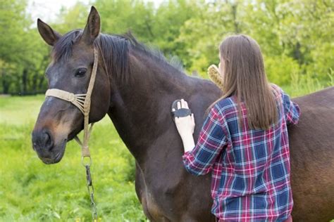 Horse Withers: Anatomy, Care, and Common Issues | Vetericyn