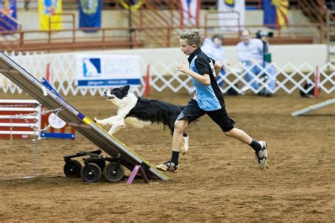 Agility Sports for All Dogs and Owners - American Kennel Club