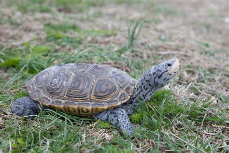 Public Domain Picture | Diamondback Terrapin | ID: 13487139843300 | PublicDomainFiles.com