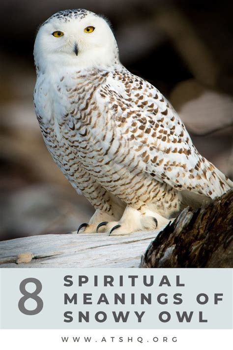 Snowy Owl Symbolism: 8 Spiritual Meanings of Snowy Owl