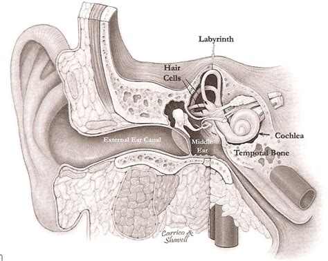 Vestibular System Diagram