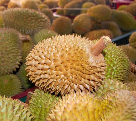 Source of durian’s stink identified - Eurofresh Distribution