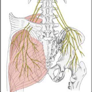 Superior Cluneal Nerve Block