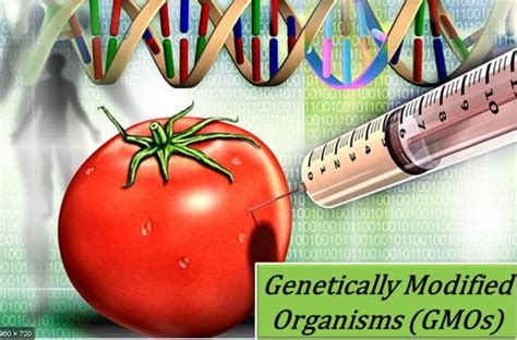 Genetically Modified Organism (GMO), an organism whose genome has been engineered in the ...