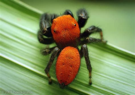 adult male "Apache" jumper--nothing that color can be good. Arachnids Spiders, Spiders And ...