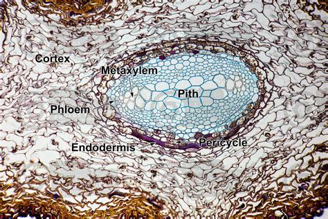 Osmunda regalis. Royal fern. Rhizome. Ectophloic siphonostele. Transverse section. 125X ...