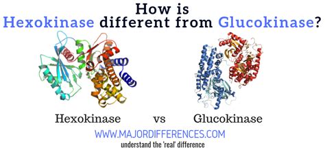 10 Difference between Hexokinase and Glucokinase