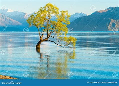 Wanaka Tree Royalty-Free Stock Photography | CartoonDealer.com #92819249