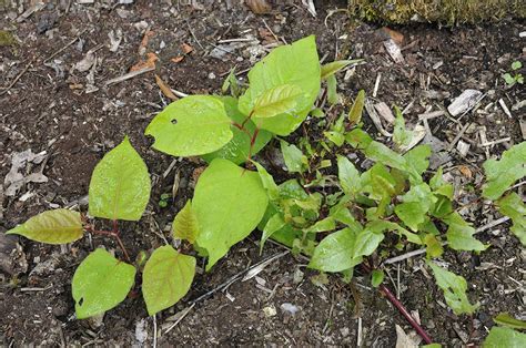 Japanese Knotweed Identification & Removal UK | CYB Environmental