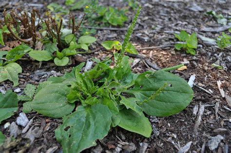 How to Control Broadleaf Weeds - Lawn Care Blog | Lawn Love