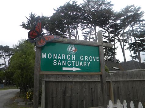 Monarch Grove Sanctuary in Pacific Grove, California. Late fall arrival of the monarch ...