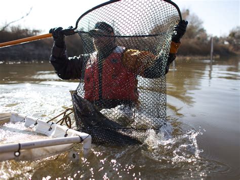 San Joaquin River Restoration Hits Snags - capradio.org