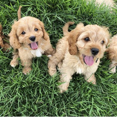 Cavapoo Puppies For Sale | New York, NY #337069 | Petzlover