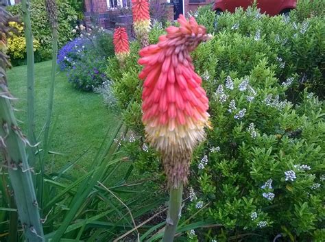 This flower head looks like a chicken : r/mildlyinteresting