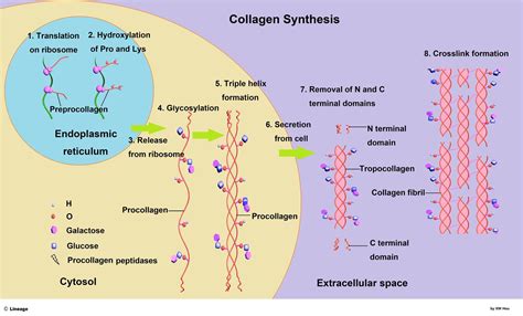 Collagen - Biochemistry - Medbullets Step 1